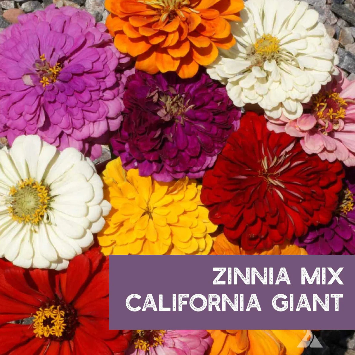 California Giant Zinnia Mix