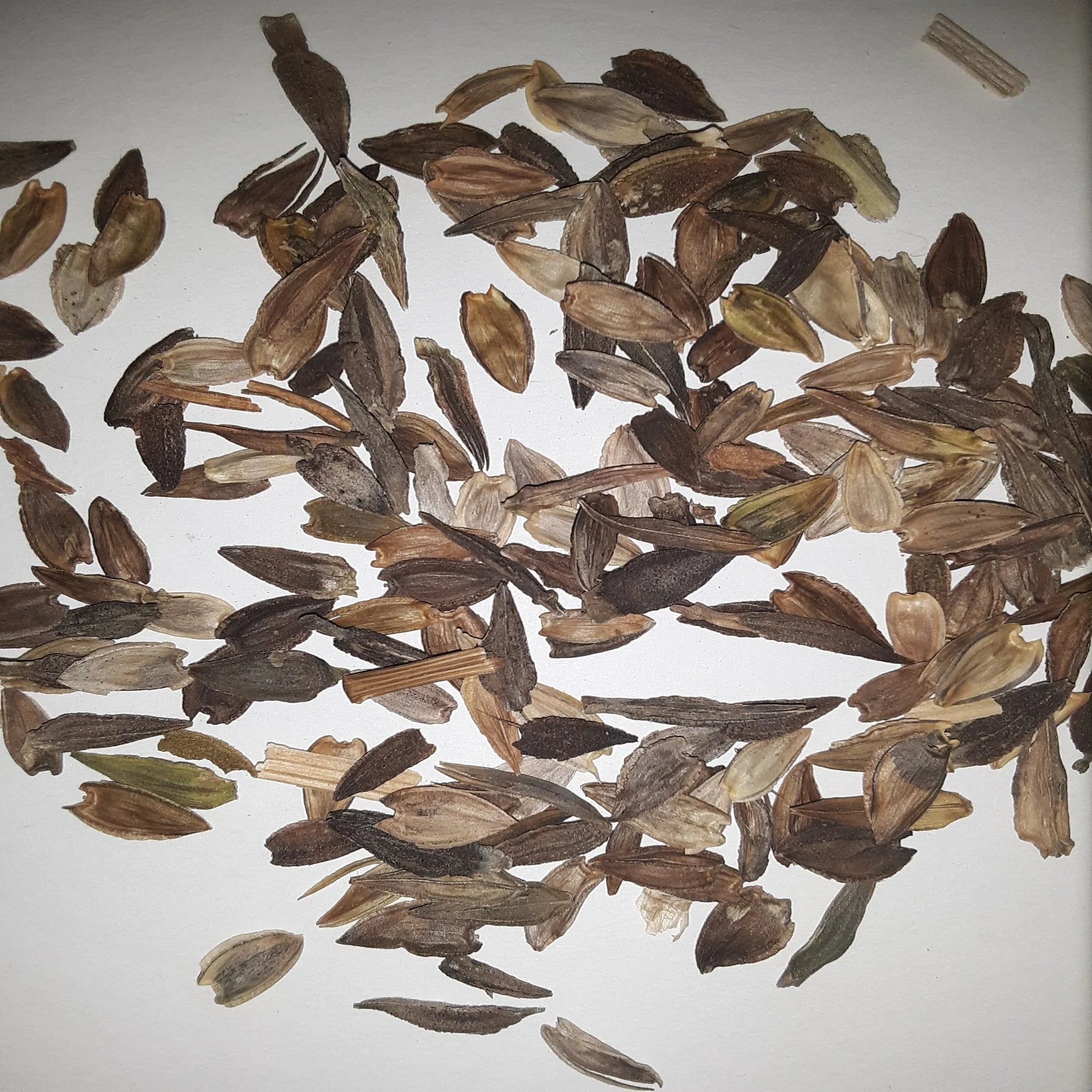 California Giant Zinnia seeds close-up